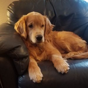 Meet your Posher, Casey